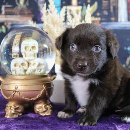 Glinda - Red female Miniature Australian Shepherd puppy in Melbourne, Florida from True Spirited Aussies