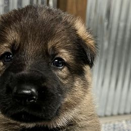 Boy 1 - Sable German Shepherd puppy in Terrell, Texas from Von Brodek Kennels