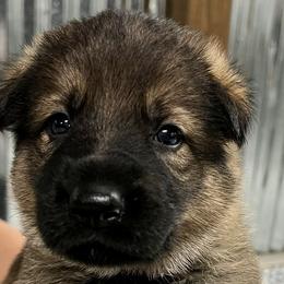 Boy 1 - Sable German Shepherd puppy in Terrell, Texas from Von Brodek Kennels
