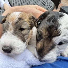 Wire Fox Terrier puppies from Rick's Wire Fox Terriers