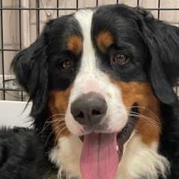 Ember - Bernese Mountain Dog
