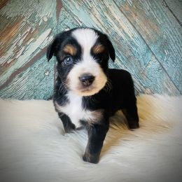 Josie - Black tri female Miniature Australian Shepherd puppy in Opelika, Alabama from Haden’s Mini Aussies