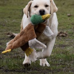 Labrador Retriever All Grown Up from Somersun Labradors
