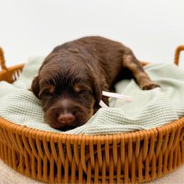 Praline - Phantom female Goldendoodle puppy in North Carolina from Tuxedo Mountain Doodles