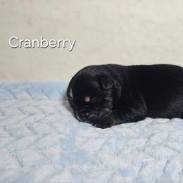 Cranberry - Black tri male Miniature Australian Shepherd puppy in Owensboro, Kentucky from JnT's Bluegrass Mini Aussies