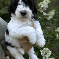 Newfypoo Puppies from Green Acres Newfypoos