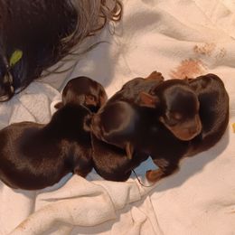 Male - Blue and gold Yorkshire Terrier puppy in Laporte, Minnesota from Northern Odyssey Gun Dogs