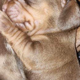 Boston Terriers, Dachshunds, and Pugs from Mauzey's Bostons