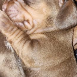 Boston Terriers, Dachshunds, and Pugs from Mauzey's Bostons