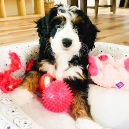 Cookie - Bernedoodle