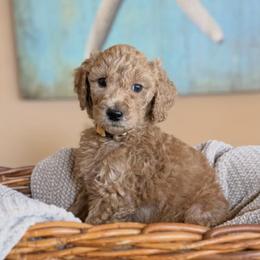 Fox - Apricot male Poodle puppy in New Smyrna Beach, Florida from Regal Crest Poodles