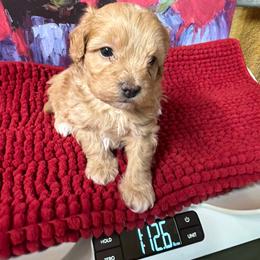 Midas - Apricot male Maltipoo puppy in Lawrenceburg, Tennessee from LUV Poodles and Maltipoos