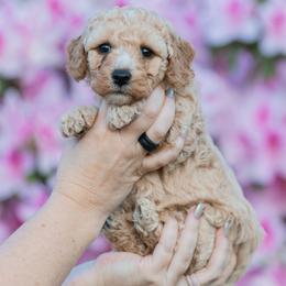 Blossom - Apricot female Goldendoodle puppy in Norfolk, Virginia from 757 Doodles