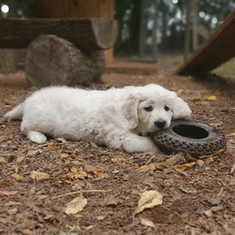 Golden Retriever Puppies from Hoekema Homestead Goldens