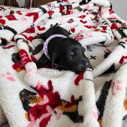 Alice - Black and cream female Dachshund puppy in Molino, Florida from Dooney's Dachshunds