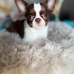 Chichirona - Chocolate and white female Chihuahua puppy in Brooklyn, New York from ,, Vajda” chihuahua club