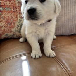 Pluto (brown) - Light golden male Golden Retriever puppy in Pahrump, Nevada from Southern Nevada Goldens