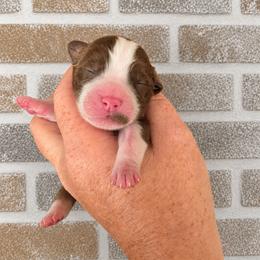 Girl 3 - Liver and white female English Springer Spaniel puppy in Fort White, Florida from Thunderbird Springers
