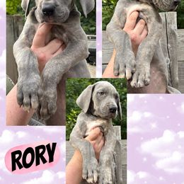 EVERST-RORY - Blue brindle female Great Dane puppy in Bolivar, New York from Prophecy Danes