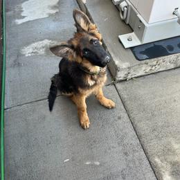 German Shepherd Puppies from Zwinger Vom Greifjäger