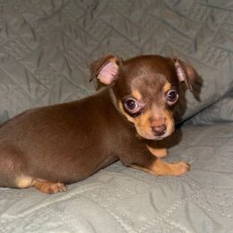 Bailee - Chocolate and tan female Chihuahua puppy in Starkville, Mississippi from Kimberly’s Heavenly Puppies