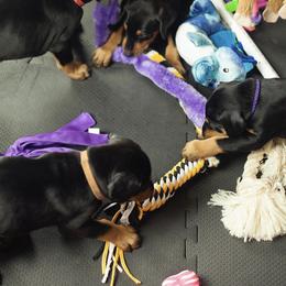 Doberman Pinscher Puppies from Prima Dobermans