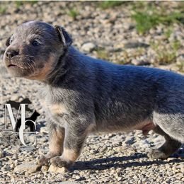 Colt - Blue male Australian Cattle Dog puppy in Runnels County, Texas from MC Heelers & Aussies