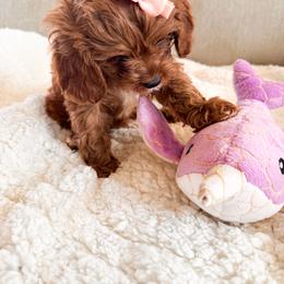 Cavalier King Charles Spaniel, Cavapoo, and Poodle Puppies from Pixie Dust Cavaliers