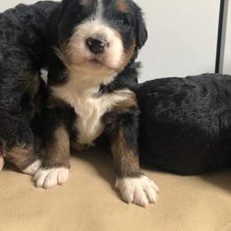 Bernedoodle, Goldendoodle, and Poodle Puppies from Avery Doodle Day LLC