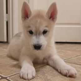 Cody - Fully Health Tested Parents - Gray and white male Siberian Husky puppy in Phoenix, Arizona from Limitless Huskies