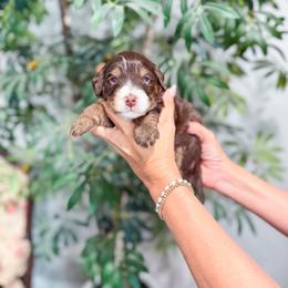 Crasher - Tri-color male Bernedoodle puppy in Sulphur, Louisiana from Curly Q’s Of Carlyss