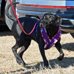 Mayhem - Catahoula Leopard Dog