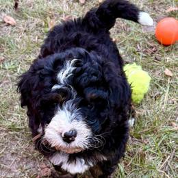 Brown boy - Tri-color male Bernedoodle puppy in Lake, Michigan from 3 King Doodles & Poodles