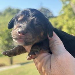 Stetson - Black and tan male Dachshund puppy in Bentonville, Arkansas from Boujee Buns Dachshunds