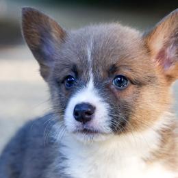 American Corgis, Australian Cattle Dogs, and Pembroke Welsh Corgis from Say When Corgi Co.