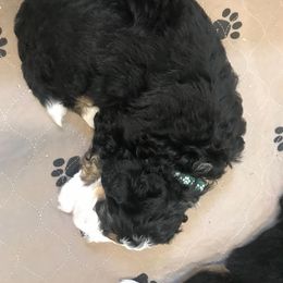 Bernedoodle, Goldendoodle, and Sheepadoodle Puppies from Country Meadow Doodles