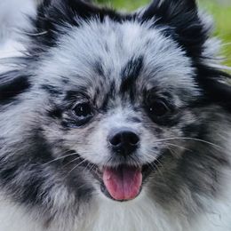 Jager - Pomeranian