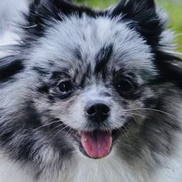 Jager - Pomeranian
