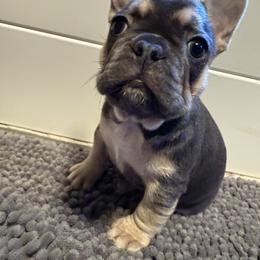 French Bulldog Puppies from Wyatt and co Frenchies