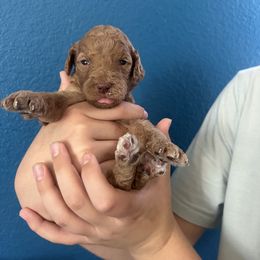 Girl 1 - Red female Assorted Doodle Crosses puppy in San Jacinto, California from Goldens and Doodles