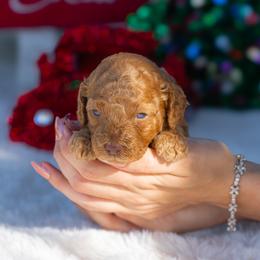 Ruby - Red  female Poodle puppy in Fort Myers, Florida from Blossom Paws