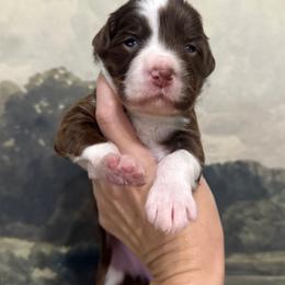 Marilyn - Chocolate female Assorted Doodle Crosses puppy in West Monroe, Louisiana from Southern Haven Doodles