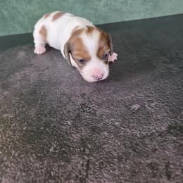 Girl 2 - Piebald female Dachshund puppy in Fallon, Nevada from Butterbean Dachshunds