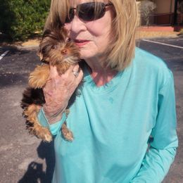 Koda - Chocolate, tan and white male Yorkshire Terrier puppy in Jacksonville, Florida from Lisa's Yorkshire Terriers