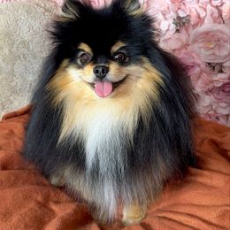 Waffles - Pomeranian