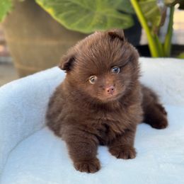 Bear - Chocolate male Pomeranian puppy in Stockton, California from lunas_poms