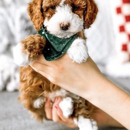 Goldendoodle Puppies from Meadowlark Park
