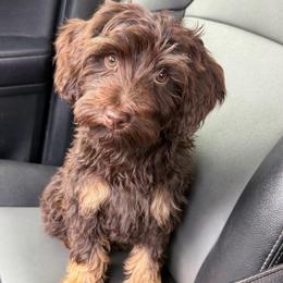 Kona - male Bernedoodle puppy in Horseshoe Bend, Idaho from Over the Moon Poodles and Doodles