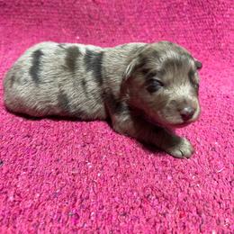 Giggles - Blue merle female Australian Shepherd puppy in Whitwell, Tennessee from Owl Hollow Farm