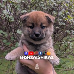 LULU - Red female Shiba Inu puppy in Minnesota from BonsaiShibas